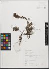 Foto von Salix L.